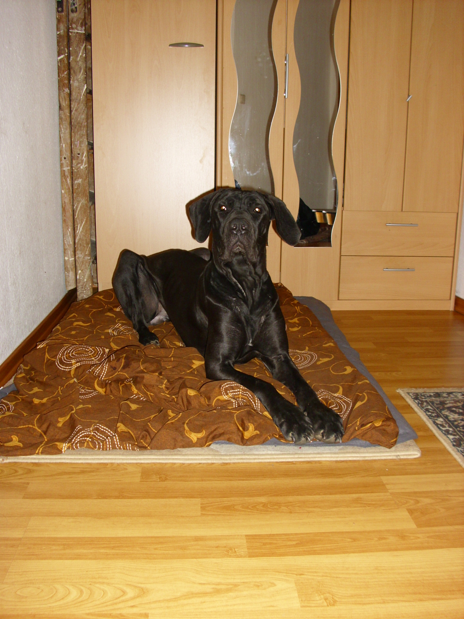 Marry (Cane Corso, Deutsche Dogge) Cane Corso Deutsche Dogge 